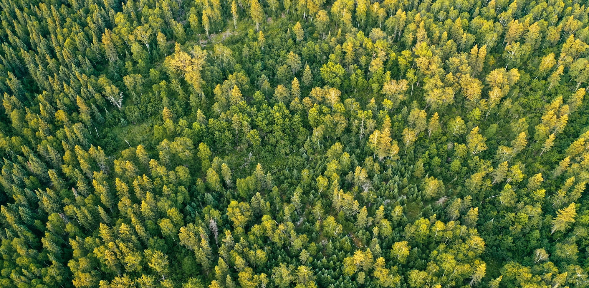 Ecologi Tree Planing Banner Image - Reveal Wildlife