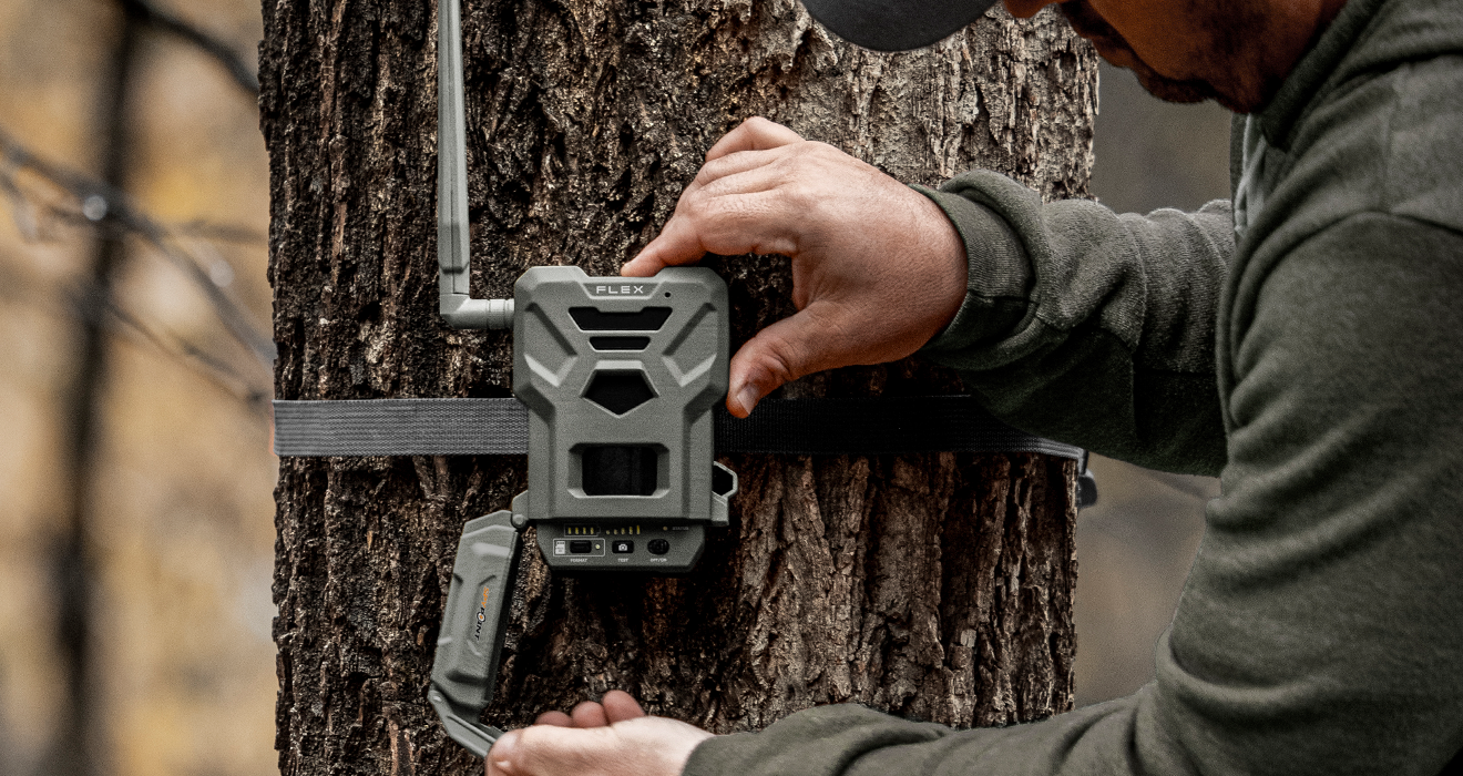 Wildlife Cameras for Wildlife Observation Home Image - Reveal Wildlife